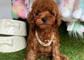 Safkan Toy Poodle Bebekler